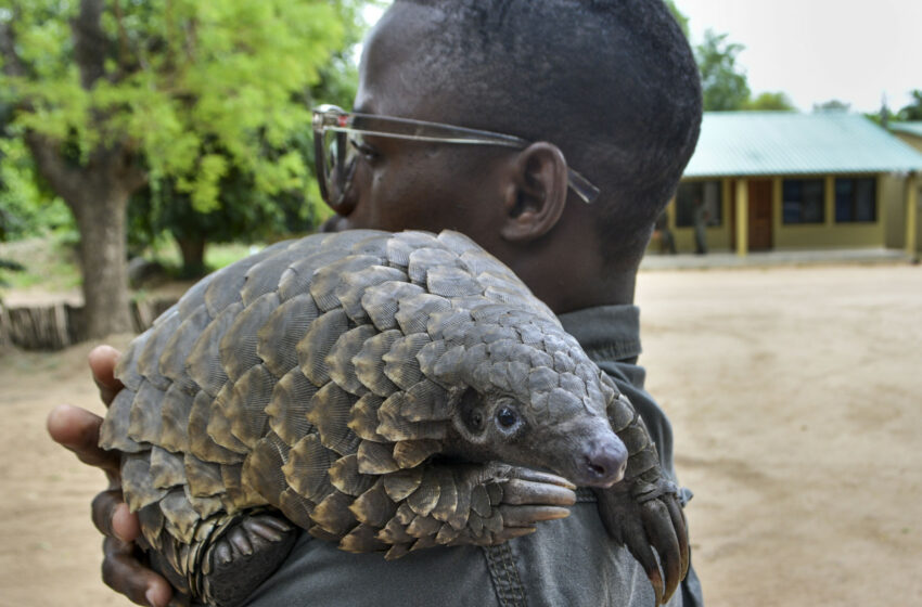  Moçambique já salvou 73 pangolins no único centro de reabilitação