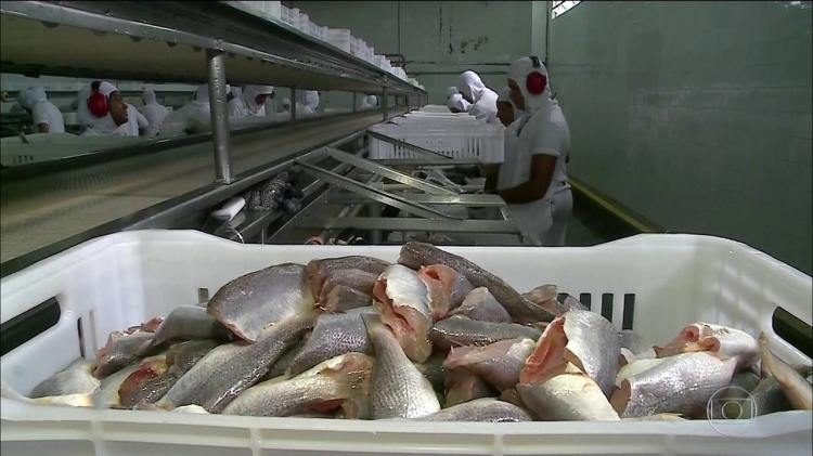  ANIESA suspende empresa em Benguela por venda de peixe congelado com ferrugem