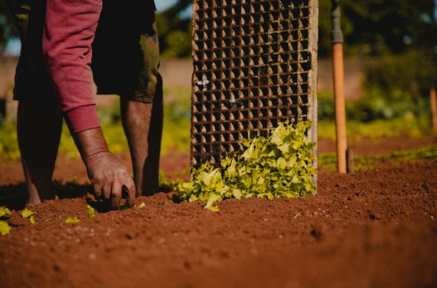  FMI alerta para o iminente aumento do risco de insegurança alimentar na África Subsariana