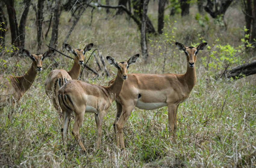  Moçambique. Fundo aprova 16 milhões USD para protecção da biodiversidade