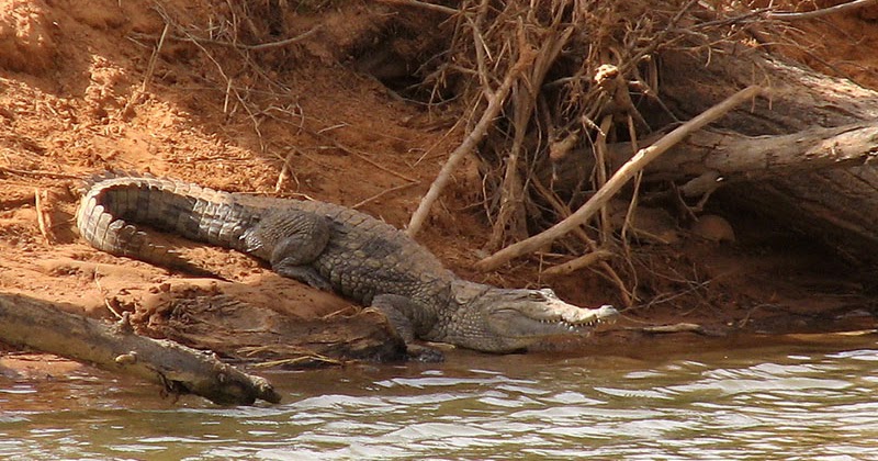  RDC. Homem morto por parceiro e deitado a rio ‘infestado’ de crocodilos