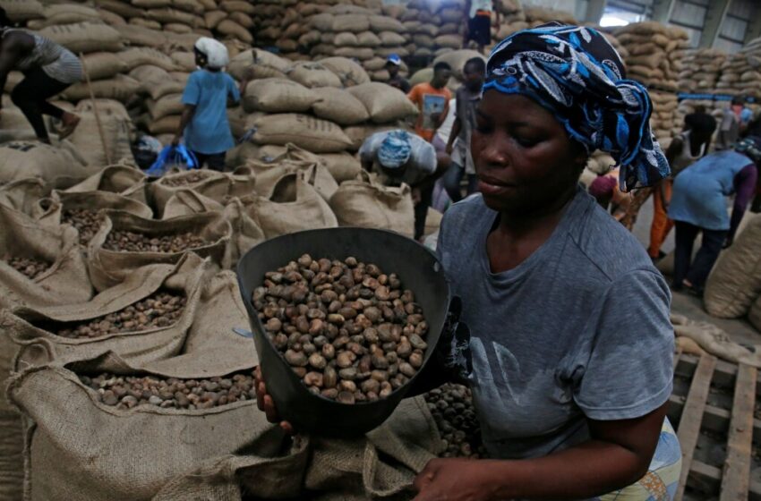  Guiné-Bissau. Há fome porque castanha de caju não é comercializada