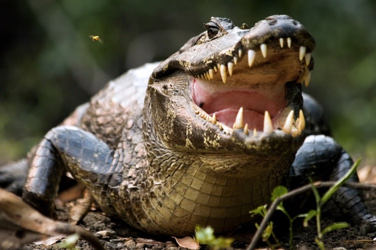  Ataques de jacarés fizeram oito mortos de Janeiro a Maio no Kuando Kubango