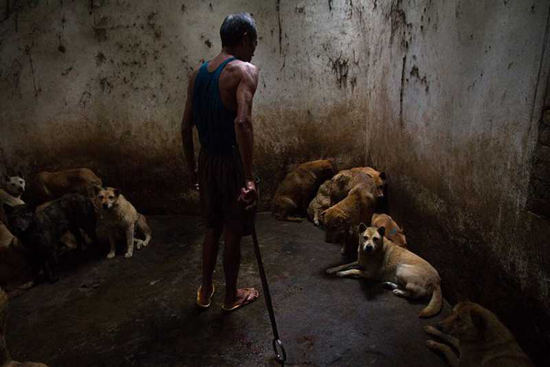  Cidadã de 58 anos é detida pela PN em Luanda por abate e comercialização de carne de cão