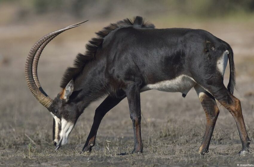  SIC detém no Moxico seis cidadãos por abate e transporte de carne de animais de caça proibida