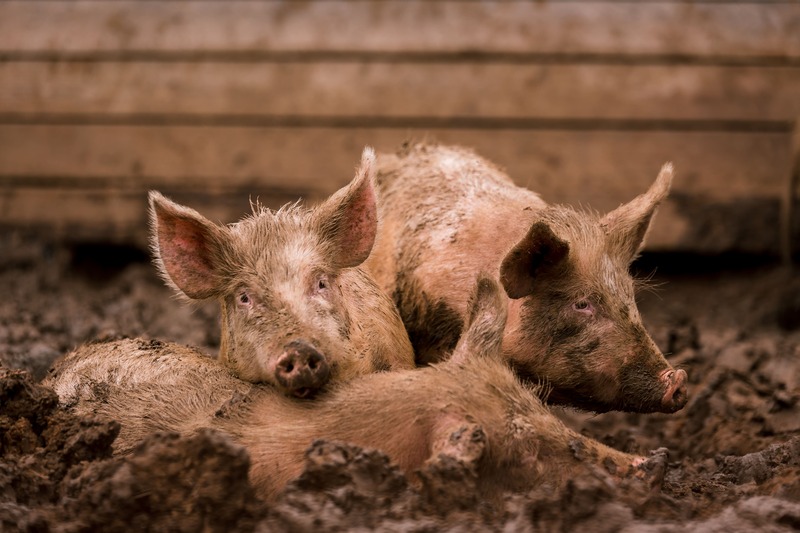  Laboratório namibiano confirma peste suína em fazenda na Huíla e autoridades proíbem comercialização, entrada e saída de animais vivos da Humpata