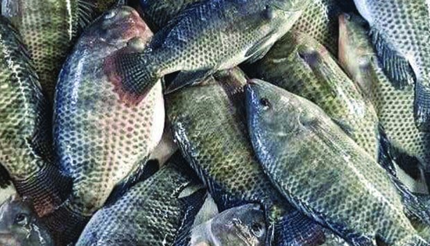  Preço do pescado dispara e inflação homóloga nos grossistas aumenta para 36,42% em Junho