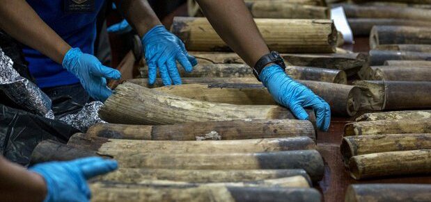  SIC detém em Luanda traficantes de marfim com mais de 100 peças já trabalhadas artesanalmente