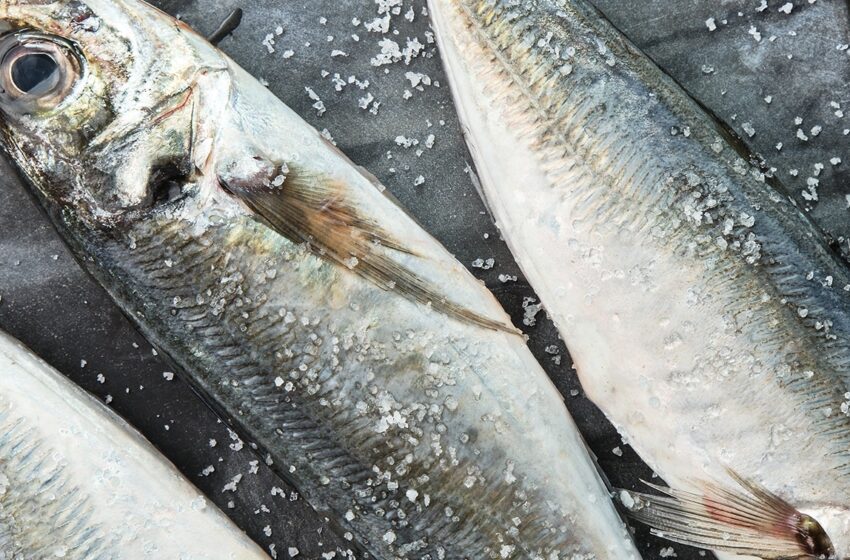 Proibida pesca do carapau até final de Agosto. Governo e armadores defendem salvaguarda da reprodução