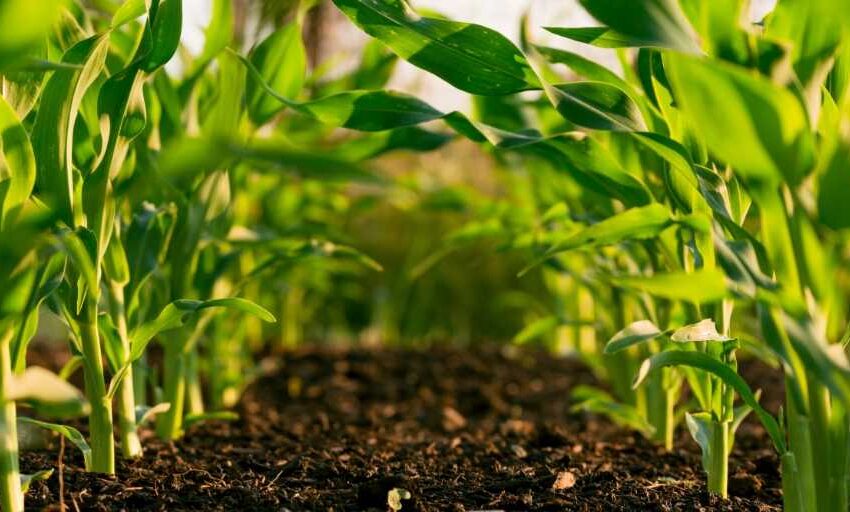  Japão volta a doar milhões de USD a Angola para apoiar pequenos agricultores ao longo do Corredor do Lobito