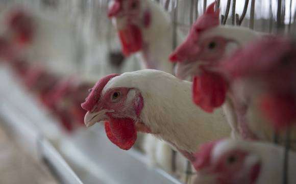  Angola gasta 850 mil USD por dia na importação de frango